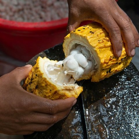 cacao fruit